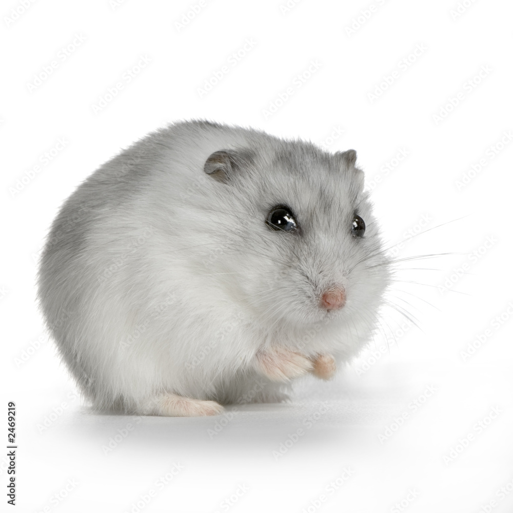 hamster russe perle