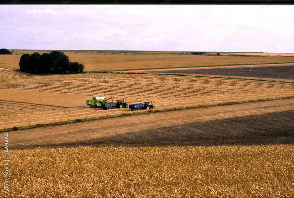 Obraz premium wheat harvest