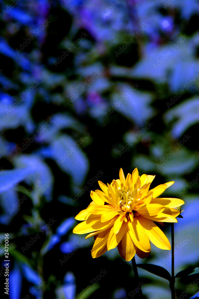 Fotografie yellow flower and blue sky