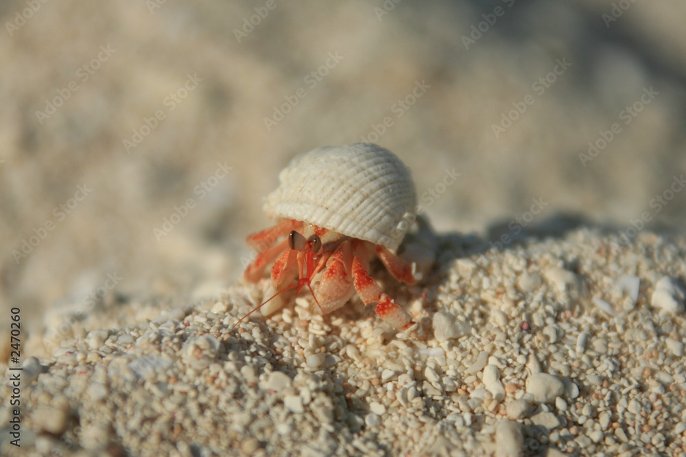 granville hermit crab