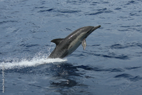 granville dolphin © David Granville