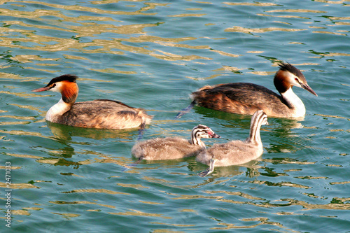 great crested grebe family