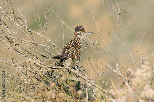 Fotografie greater roadrunner