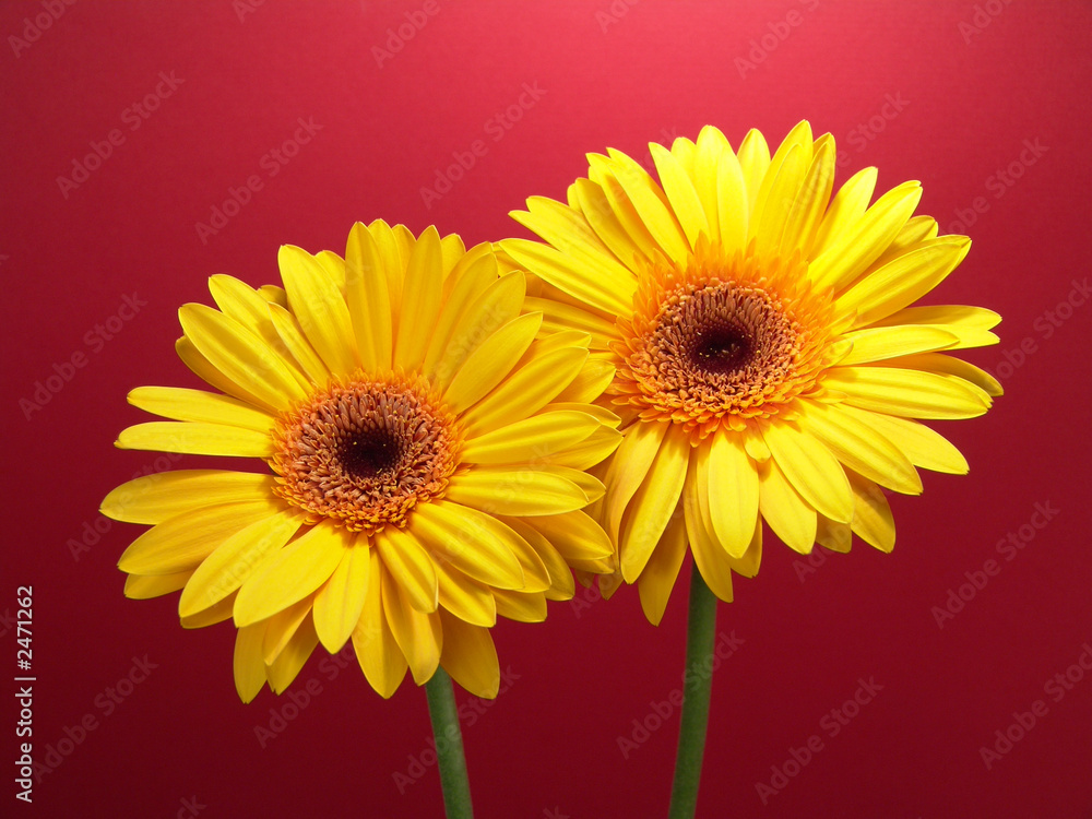 yellow gerbera daisies