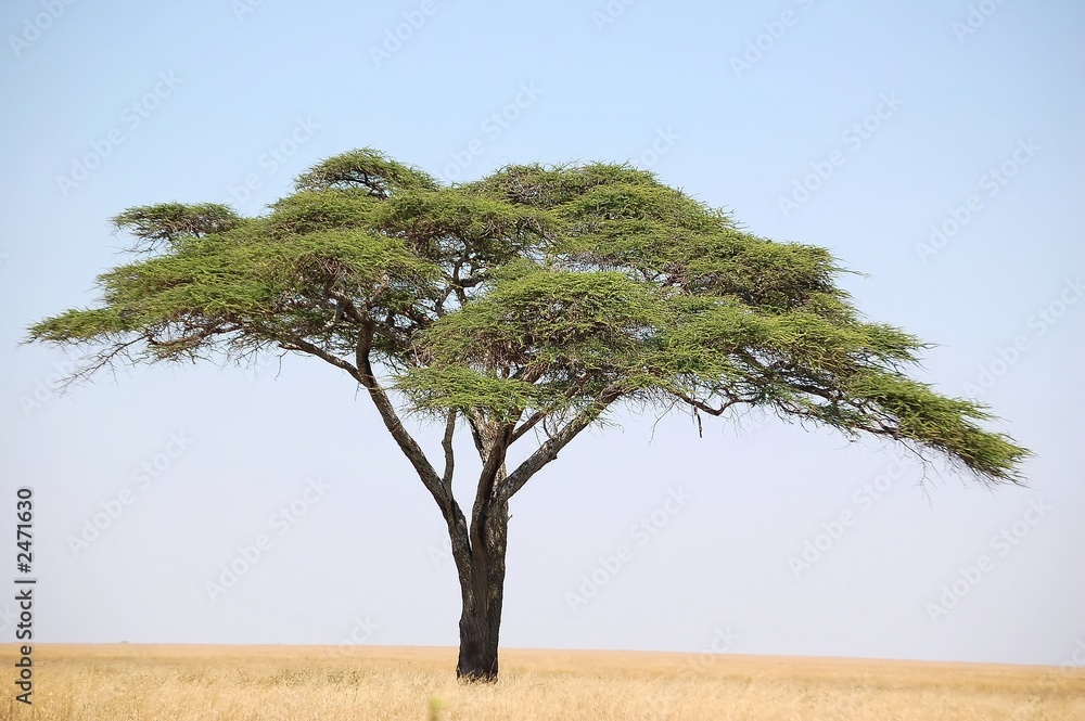 Naklejka premium acacia tree on the serengeti