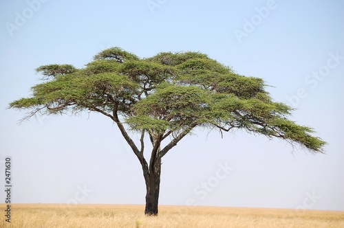 acacia tree on the serengeti photo