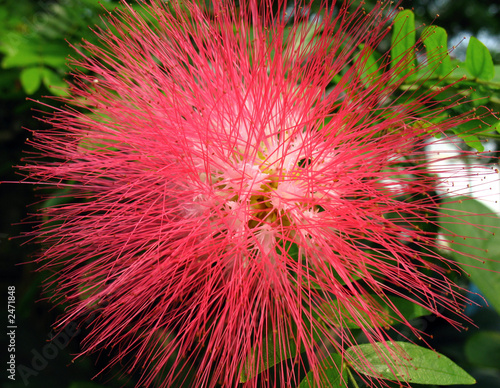 mimosa