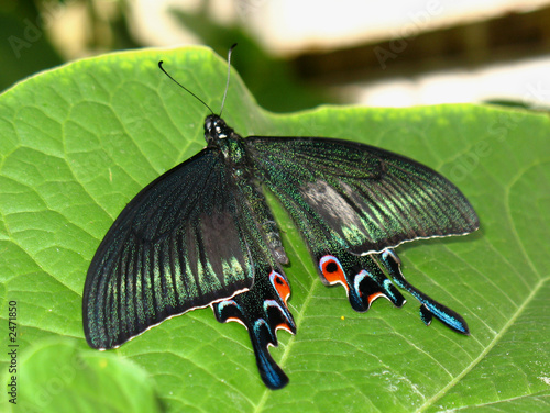 multi-color swallowtail