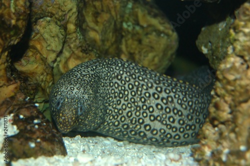 moray eel