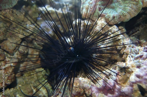 spiny sea urchin