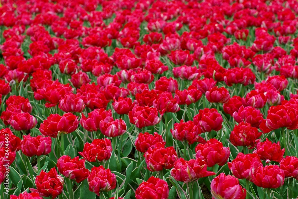 field of red tulips field of red tulips
