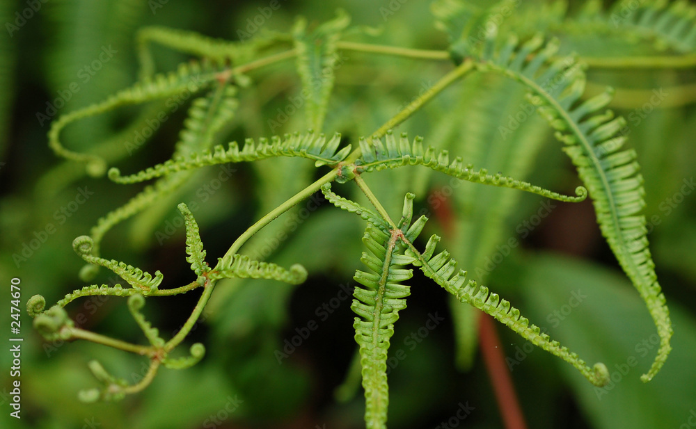 fern leaves fern leaves