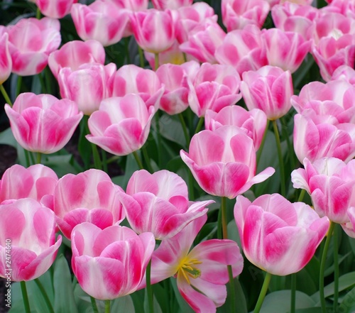 nice pink tulips