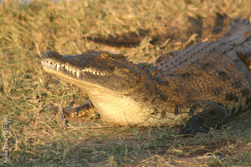 crocodile du nil