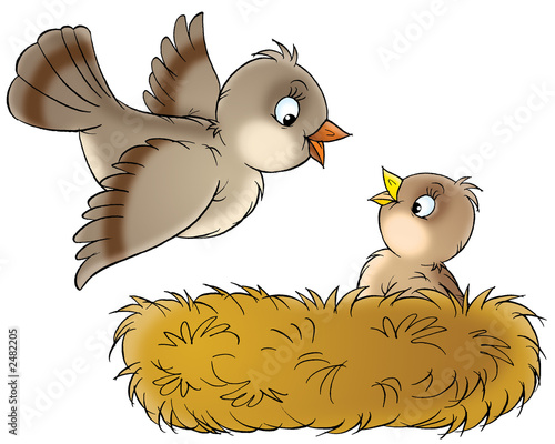 nest