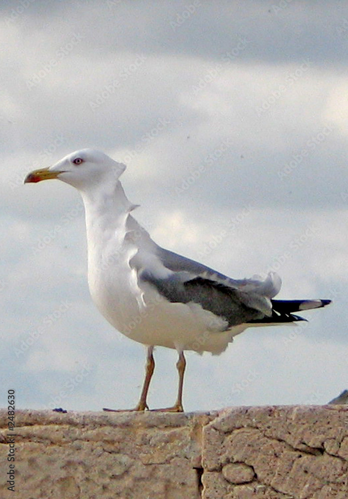 Fototapeta premium mouette plumes vagues