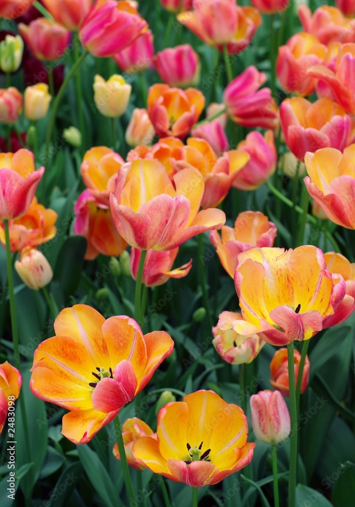 Fototapeta premium colorful dutch tulips
