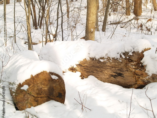 winter with snow in park 