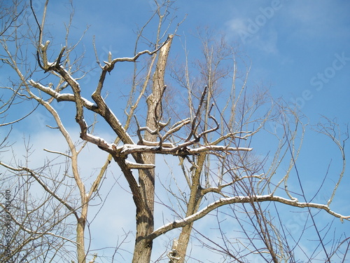 winter with snow in park with blue sky