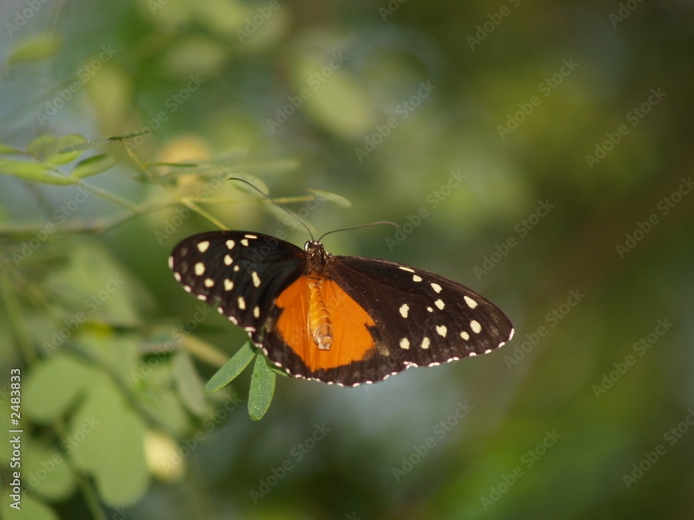 orange black butterfly orange black butterfly