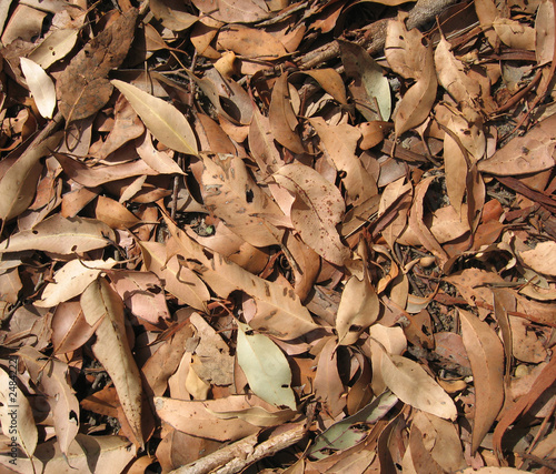 dry gum leaves