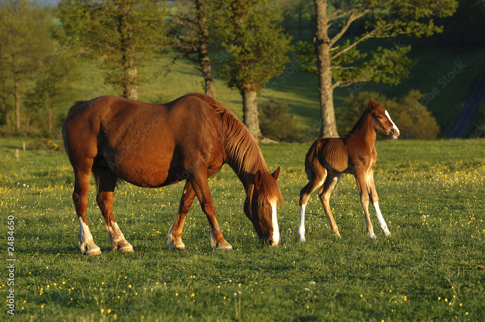 mare and his foal