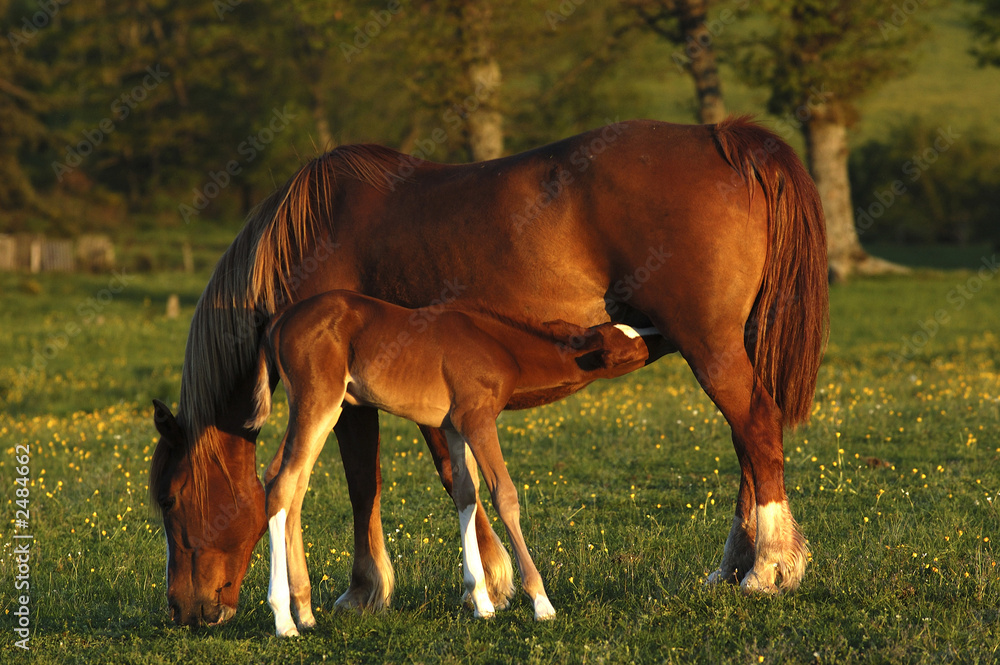 mare and his foal