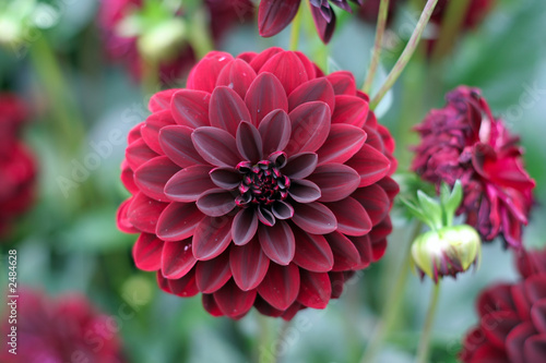 deep red dahlia bloom (formal decorative type)