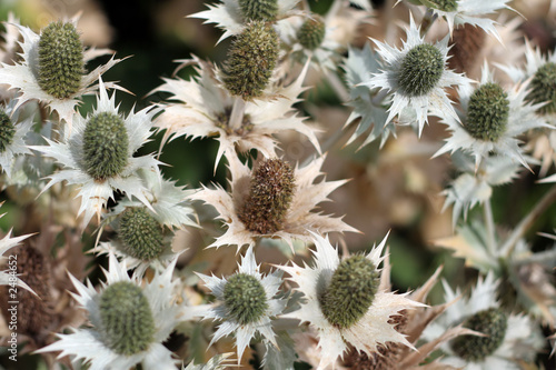 an ornamental variety of sea holly (eryngium)