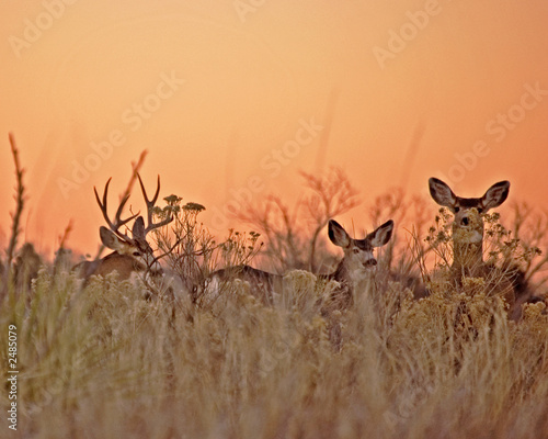 deer at sunset