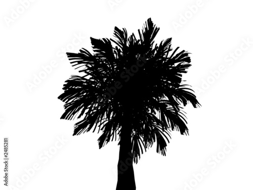 palm