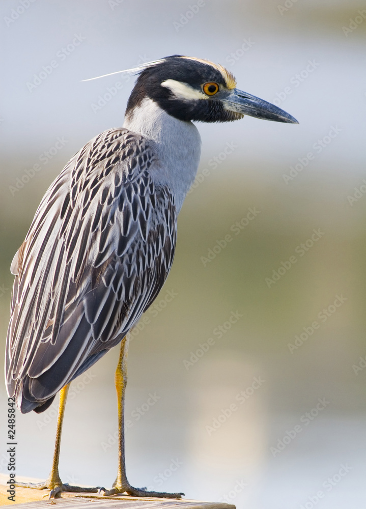 Obraz premium yellow-crowned night heron