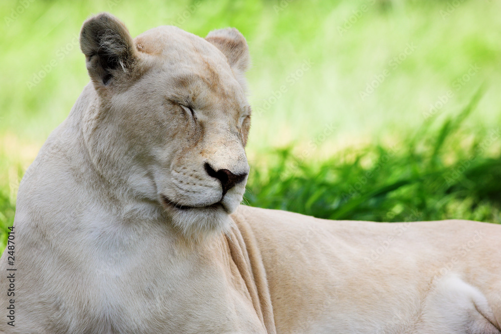Obraz premium white lion #1