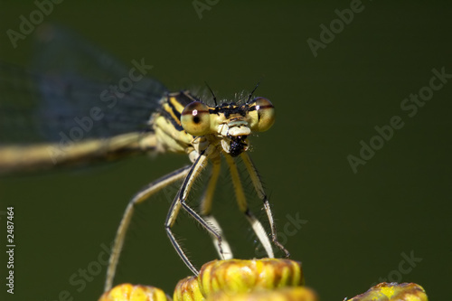 dragonfly © Martin Spurny