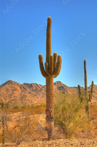 desert saguaro