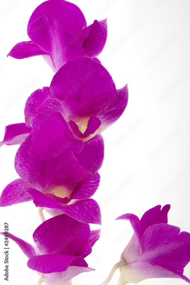 pink orchid pink orchid