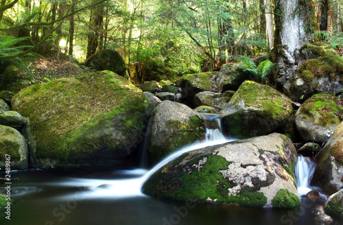 rainforest river
