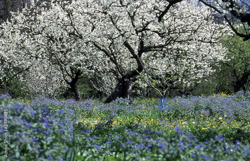 prunier en fleurs photo