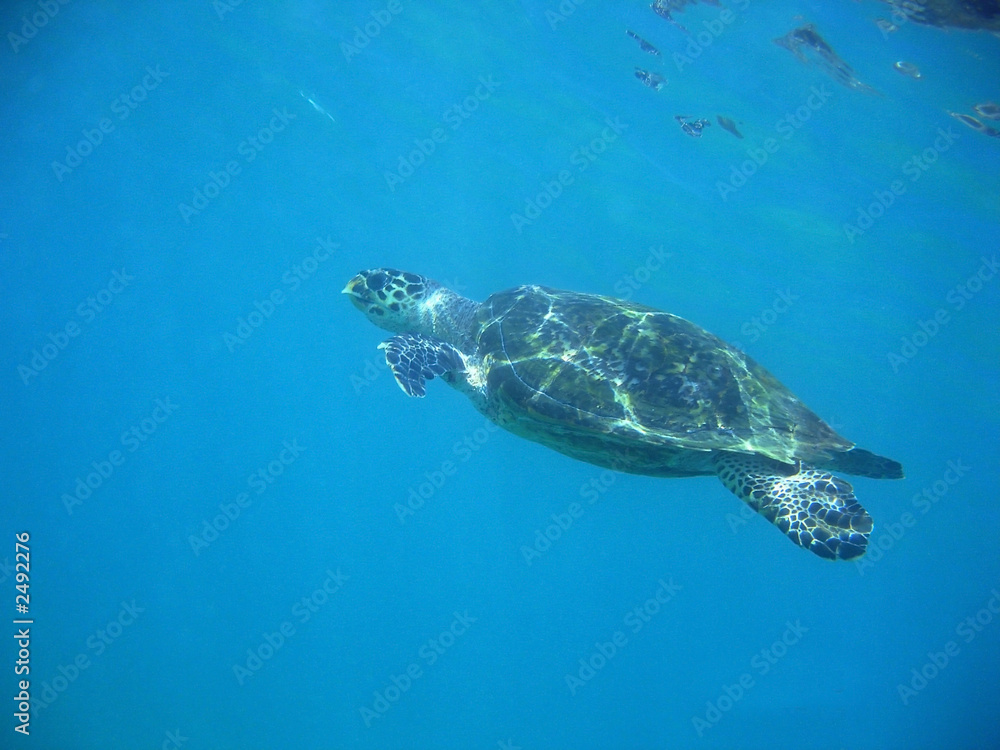 Fototapeta premium sea turtle