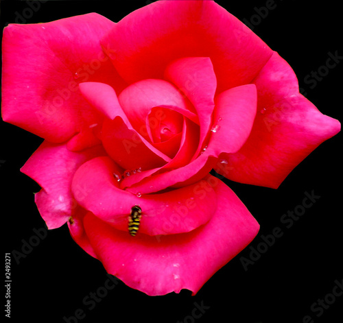 rose and bee