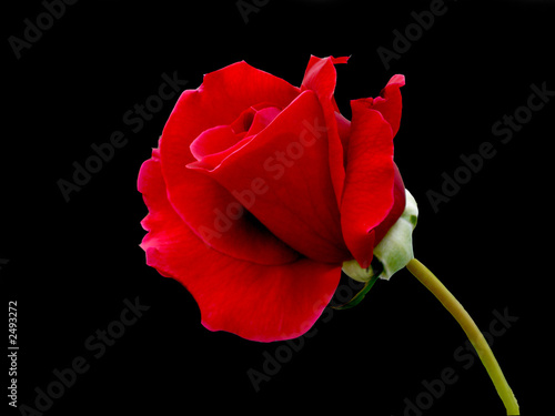 lonely rose