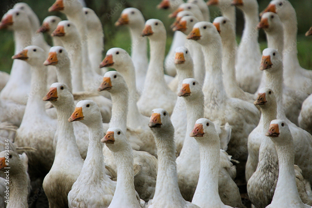 Obraz premium gänse
