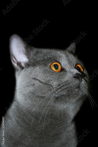 british cat