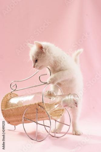 cat and mouse