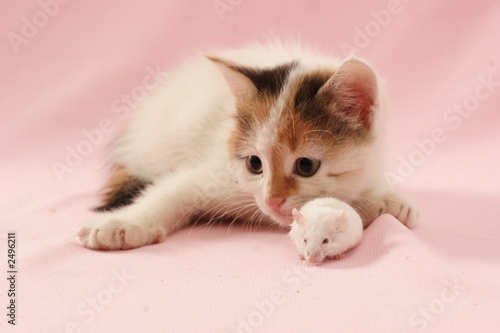 cat and mouse