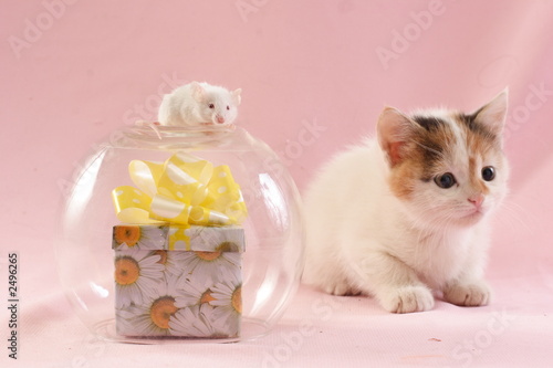 cat and mouse