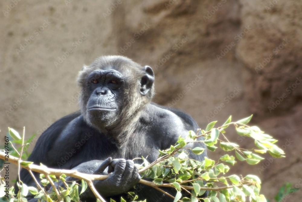 ape hlding branch