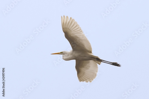airone in volo