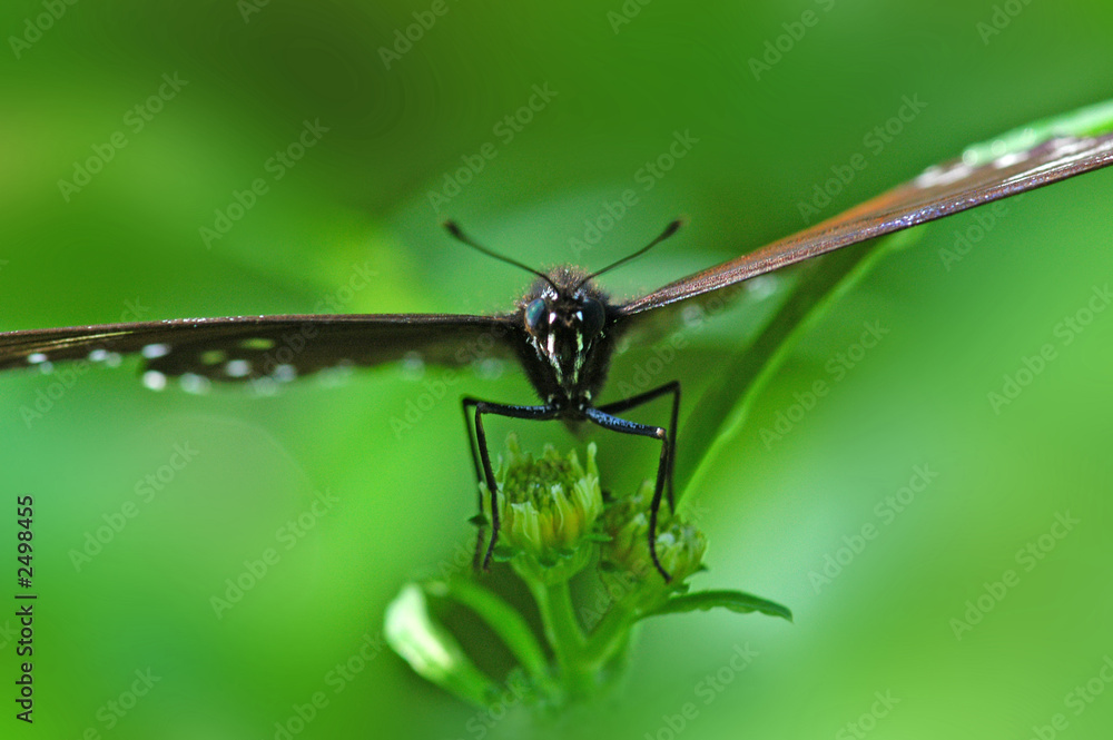 Fototapeta premium butterfly