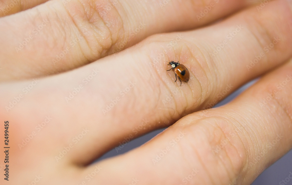 ladybird on hand 3